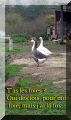 2004-11-07 Etampes 24.jpg